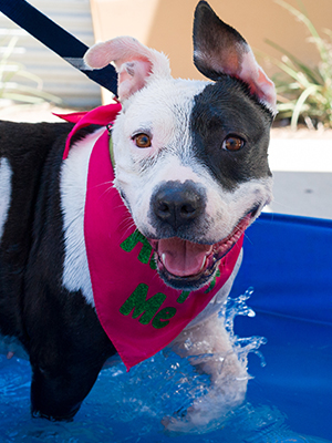 Pit bull with pink kerchief on leash