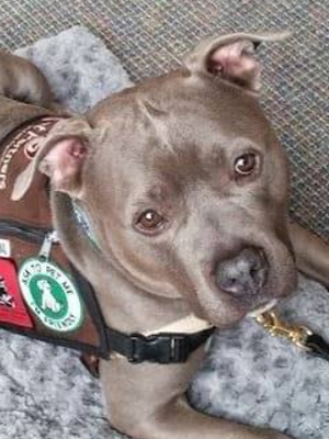 Pitbull Therapy Dog