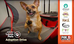 Subaru Loves Pets Adoption Drive