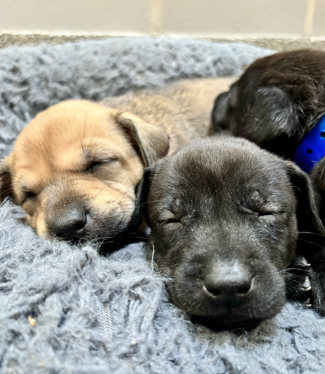 Playoff pups: The Animal Foundation has litter of Golden Knights puppies