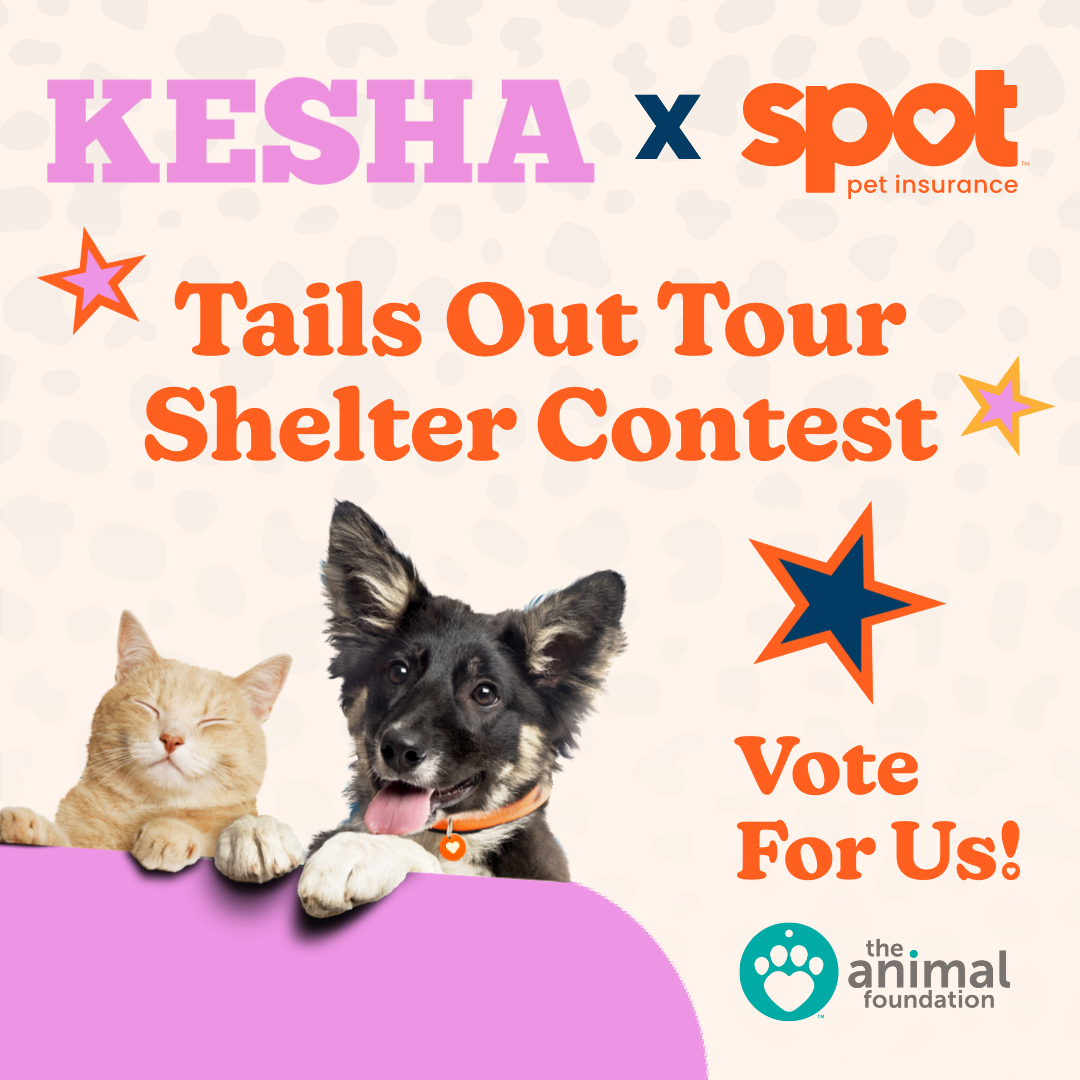 Kesha + Spot 