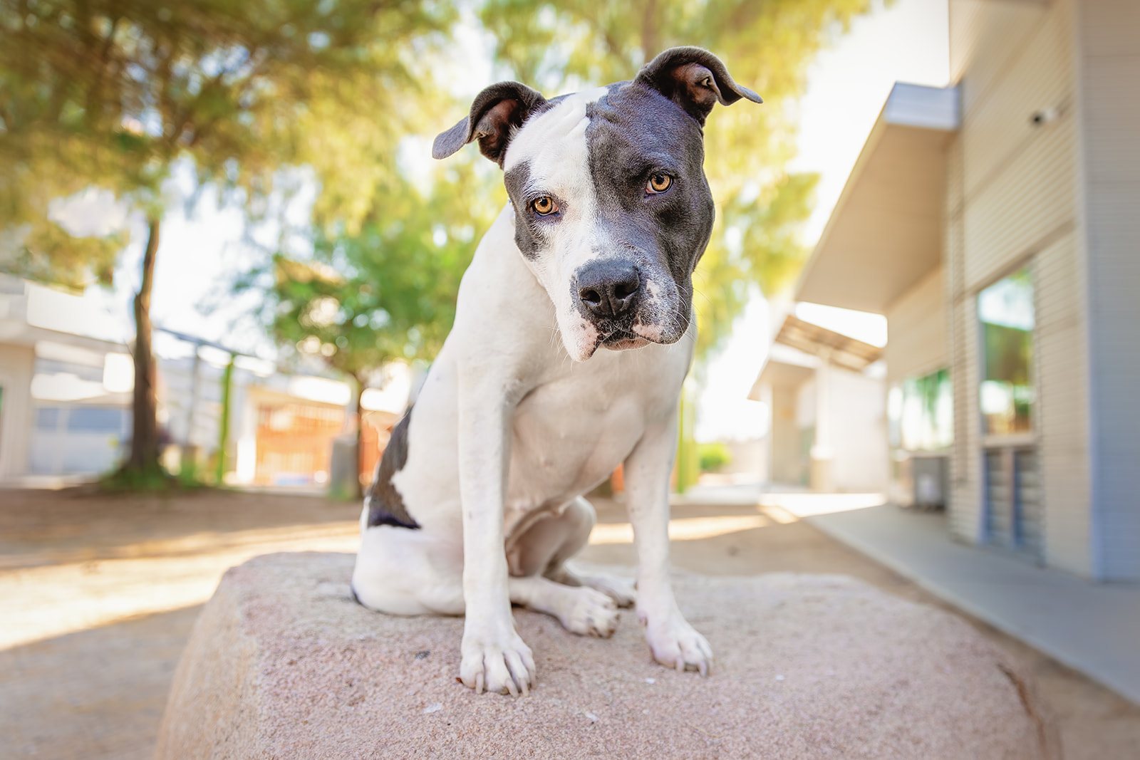 The Animal Foundation Sees Uptick in Canine Respiratory Diseases: Here's How You Can Help