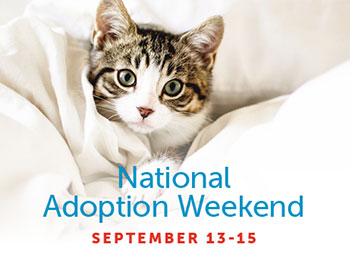 national pet adoption week 2019