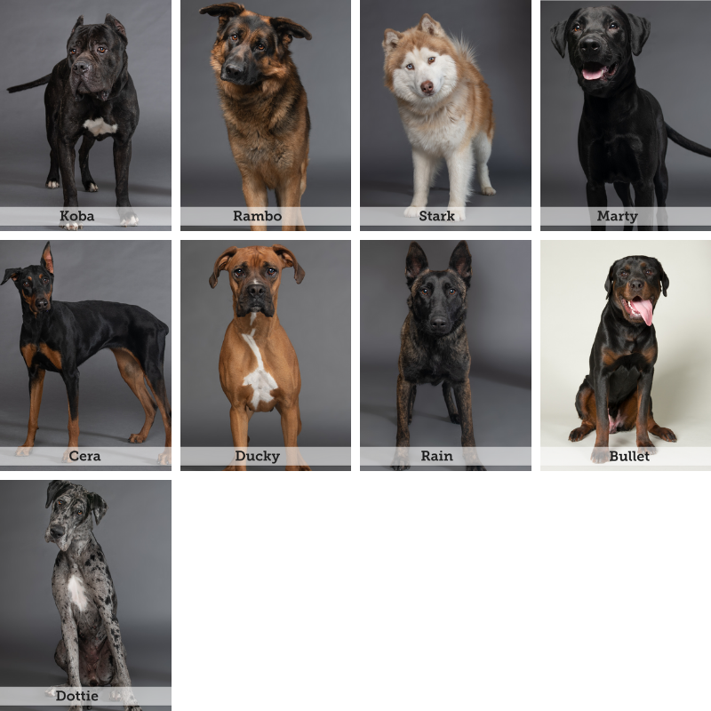 BIS Large Dogs New Website.png