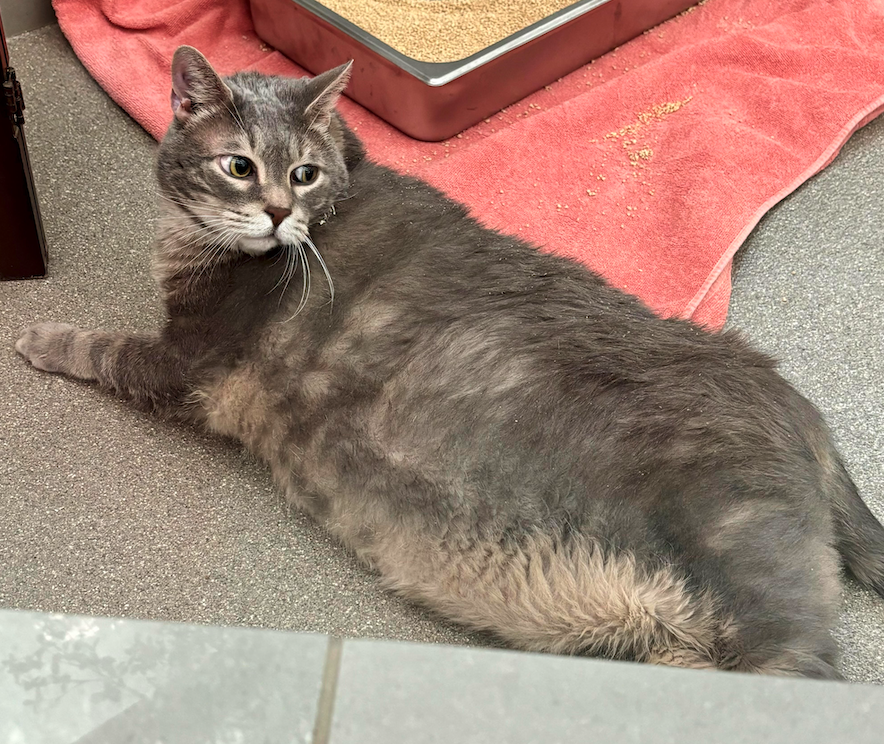 The Animal Foundation seeks home for 29-pound cat needing weight loss support