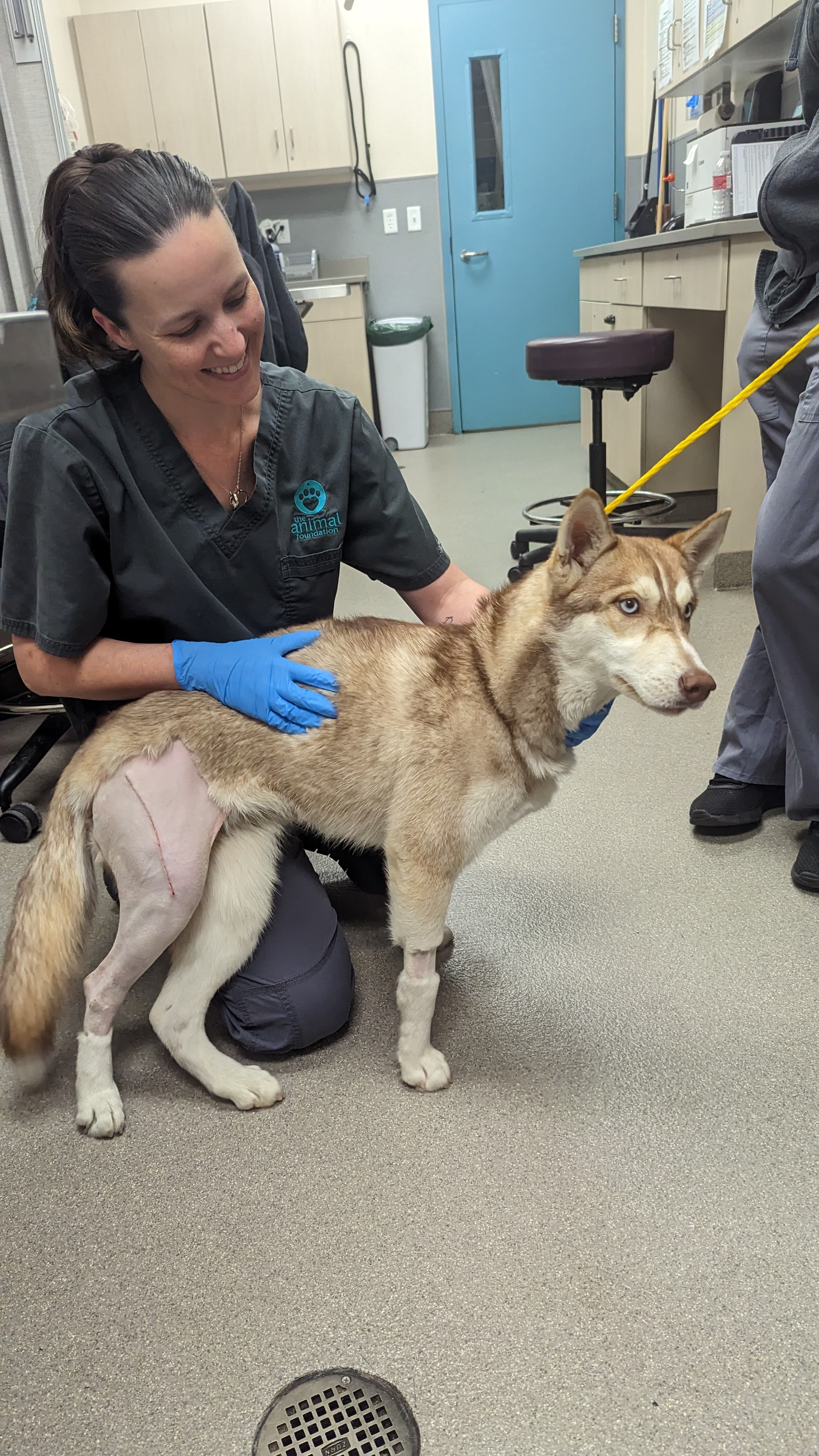 Mental Stimulation For Dogs, Veterinarian in Oakland Park, FL, Oakland  Park Animal Hospital Oakland Park Animal Hospital