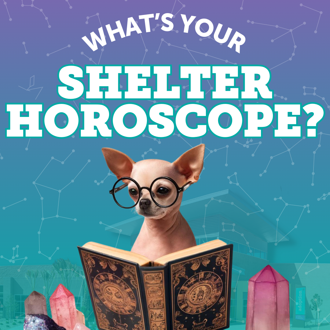 What's Your Shelter Zodiac?