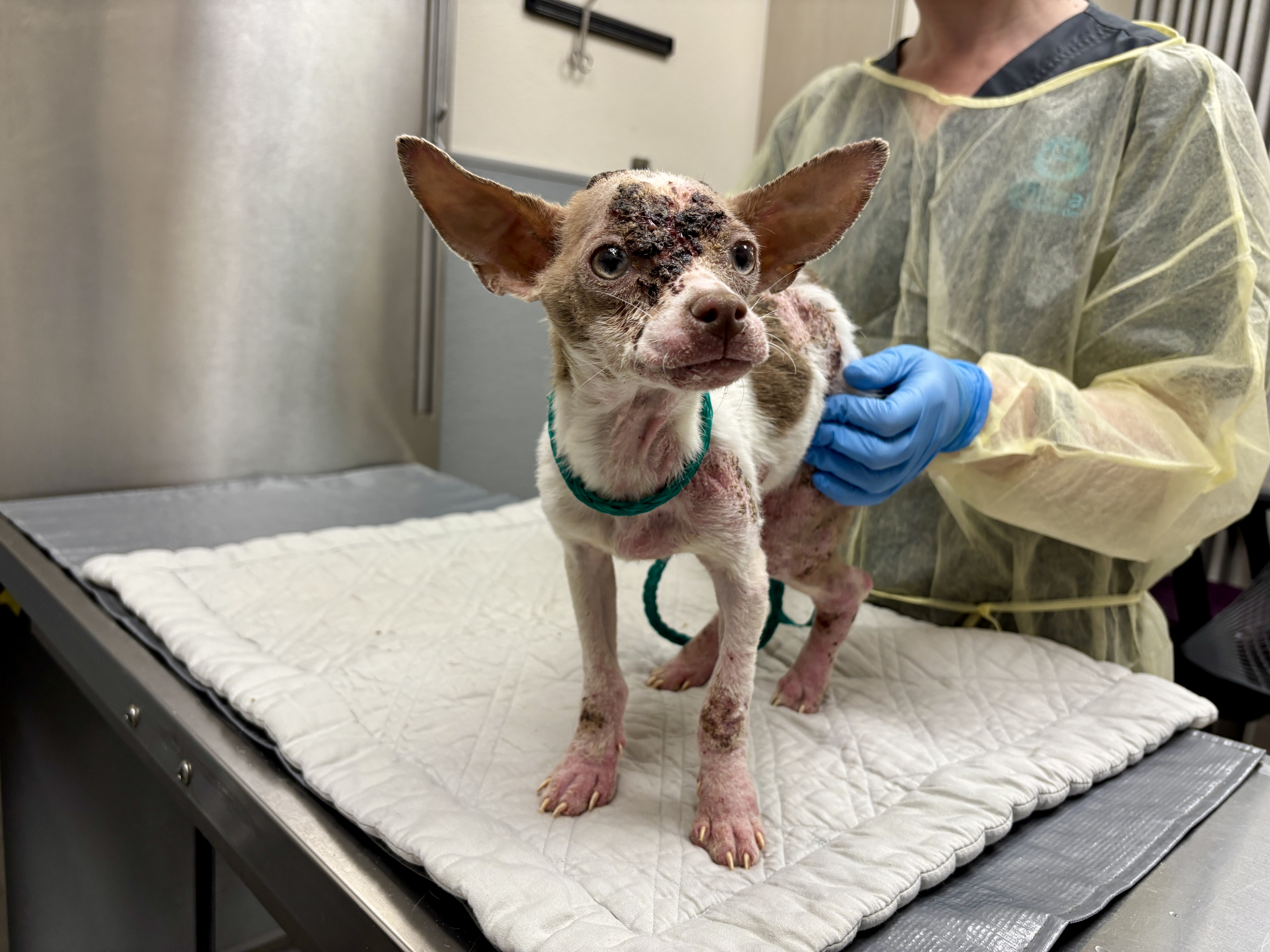 Cricket came to us miserable and itchy. Help us transform his life.