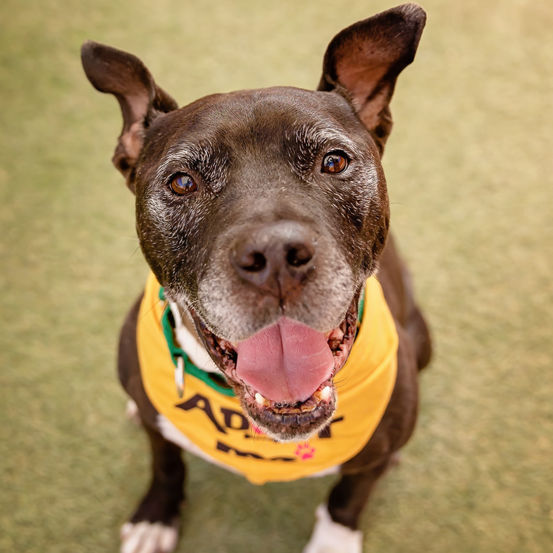 Fee-Waived Adoption Event