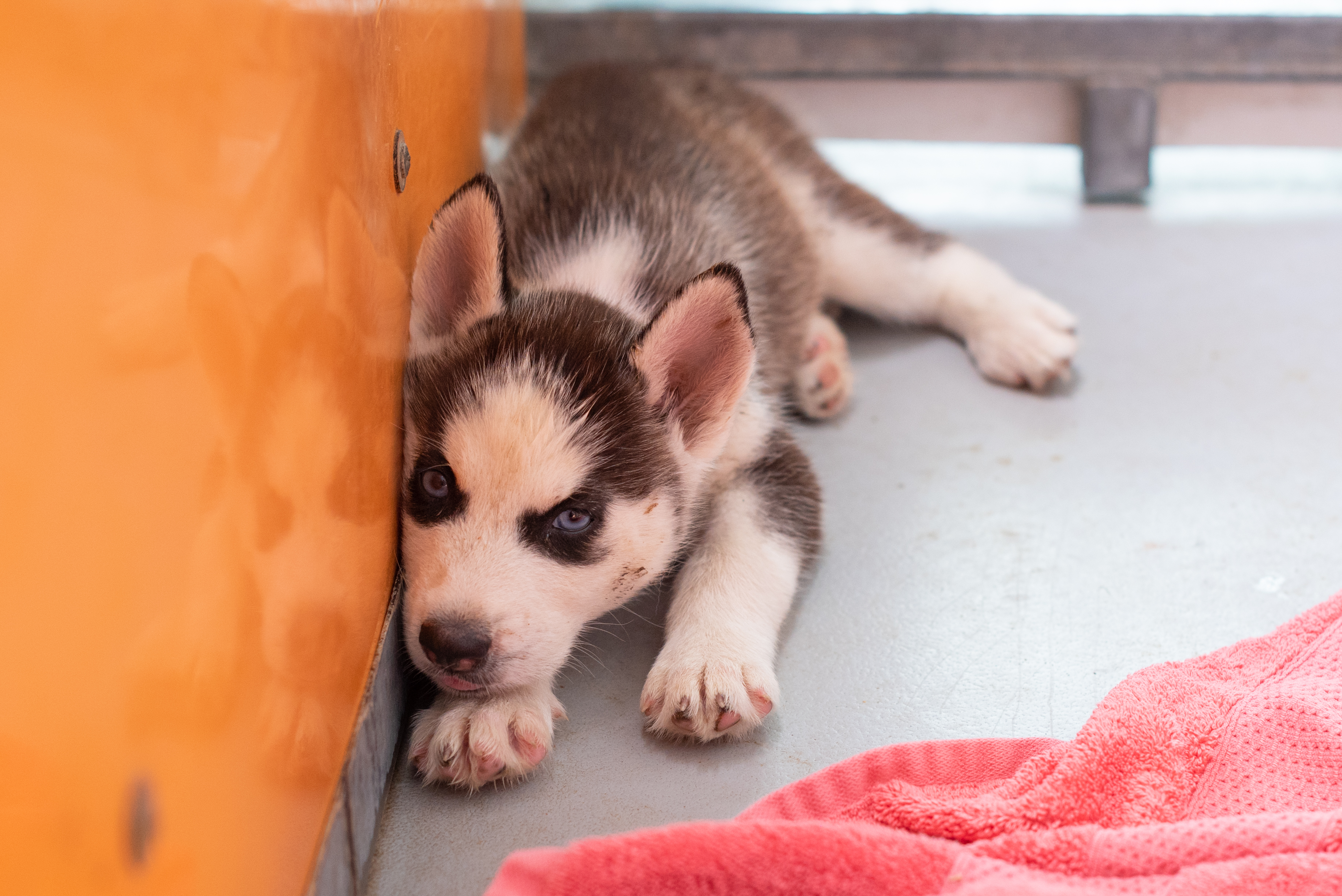 8 Tips to Prevent Parvovirus in Your Dog or Puppy
