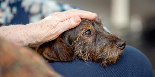 Humane Euthanasia for Your Pet │The Animal Foundation