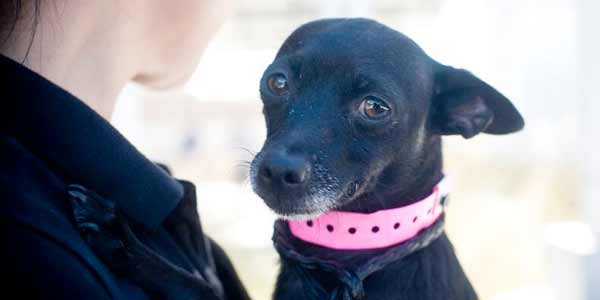 A staff member holds a cute dog