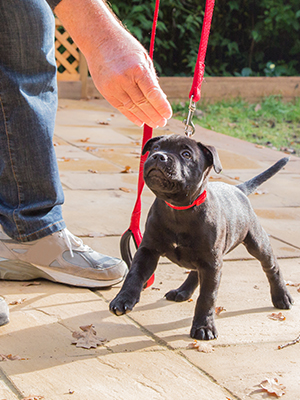 Do You Have a Community Water Bowl at Your Pet Business? 