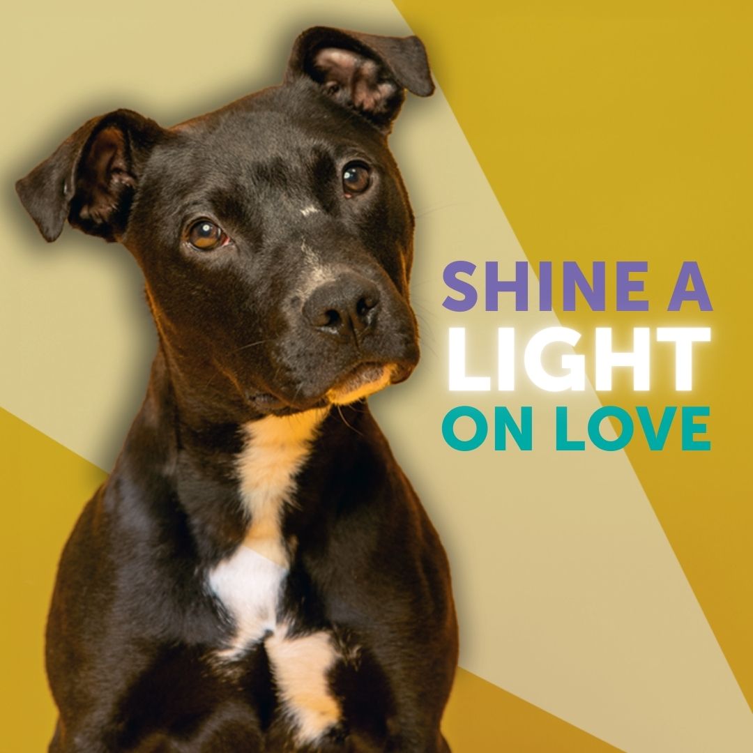 Shine a Light on Love: Fee-waived Adoption Event