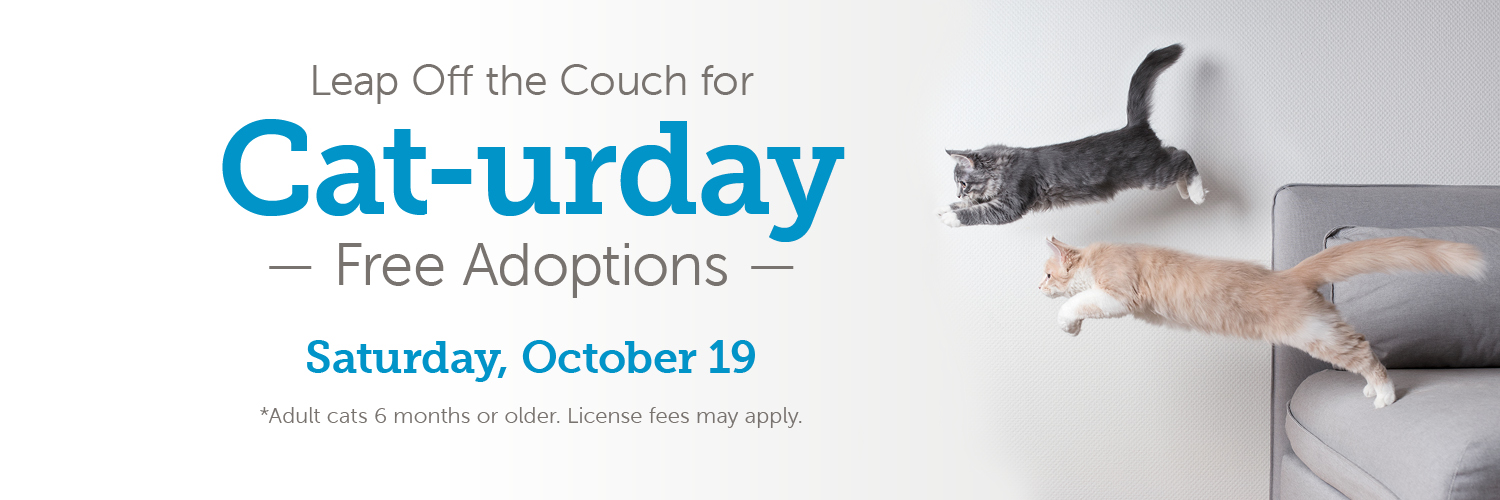 Free Adult Cat Adoptions