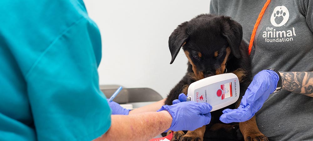 Team members prepare to microchip a dog