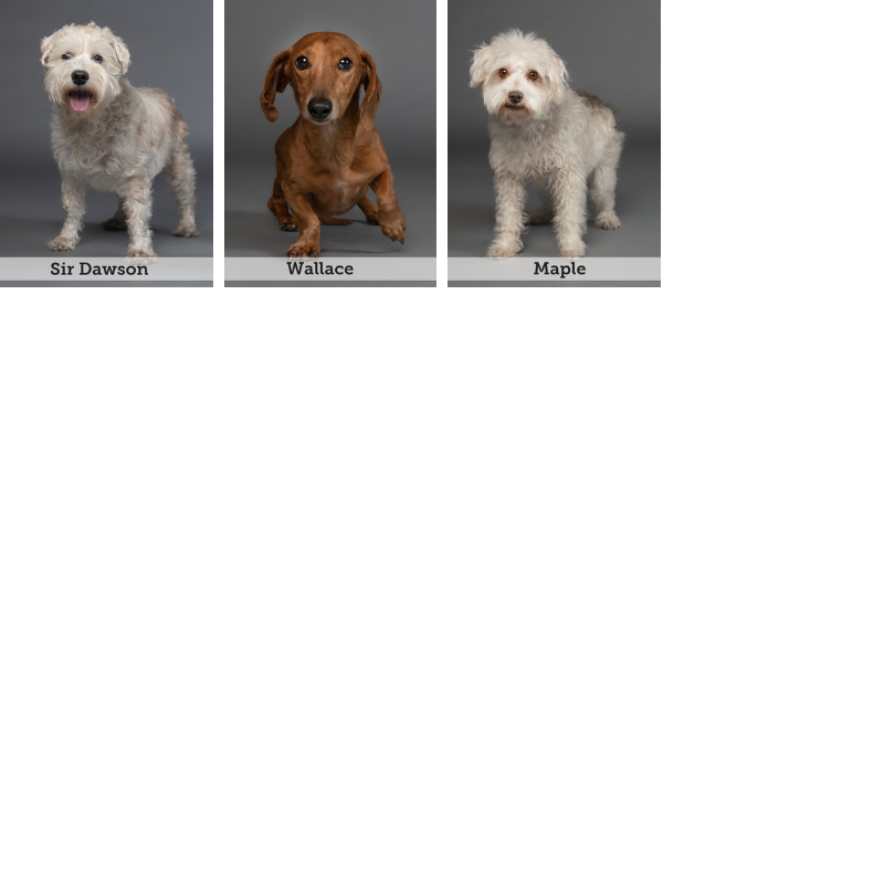 BIS Special NeedGroup Dogs New Website.png