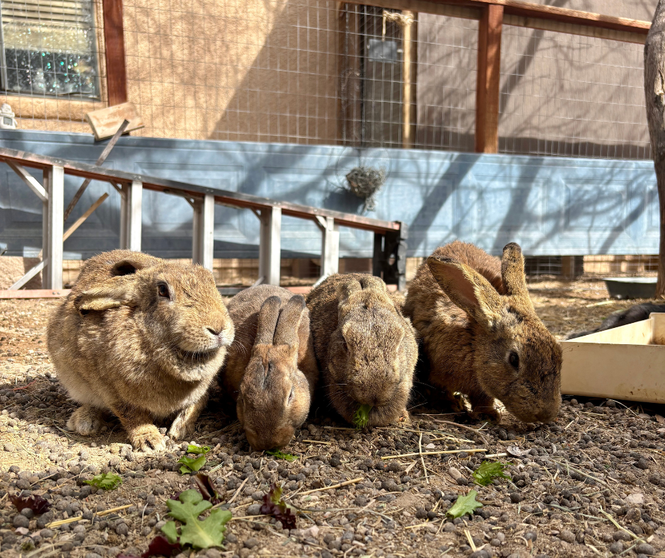 Rabbit Dumping Ground in Northwest Las Vegas Overflowing with Abandoned Rabbits