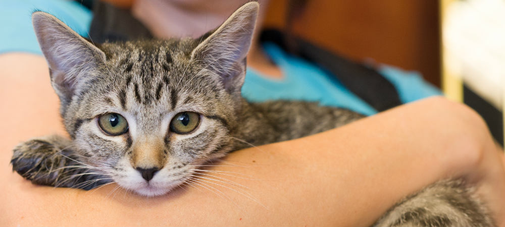 surrendering a sick cat