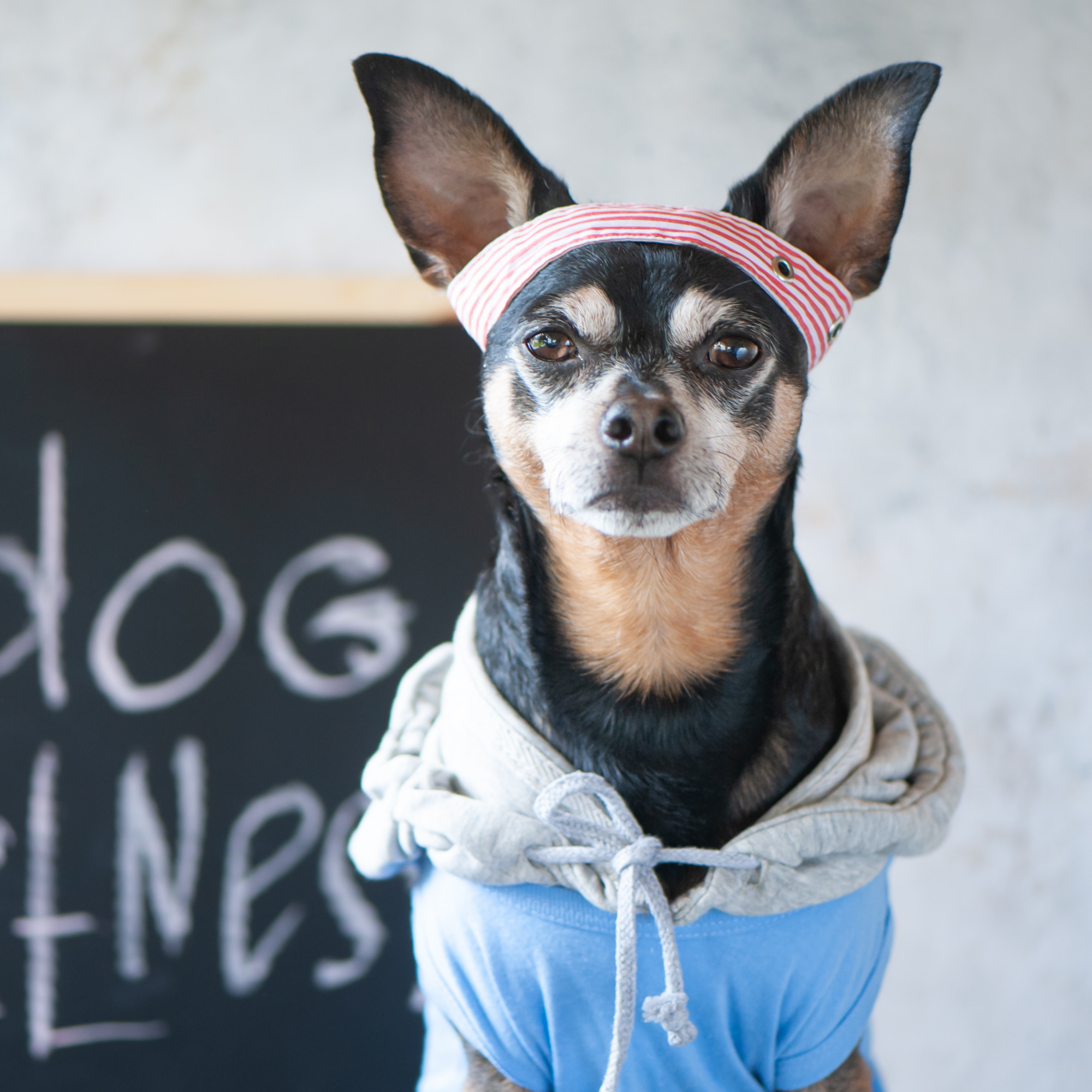 Work Out. Give Back. Help Shelter Pets.