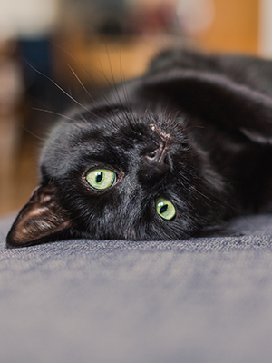 Black Cats: the Good, Bad and Misunderstood | The Animal Foundation