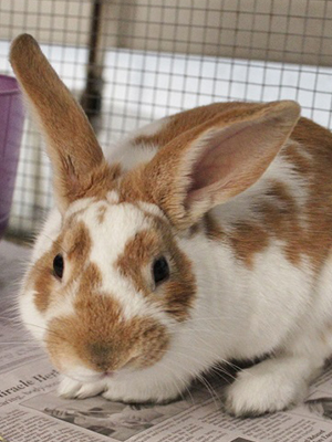 Bunny adoption shelters near hot sale me