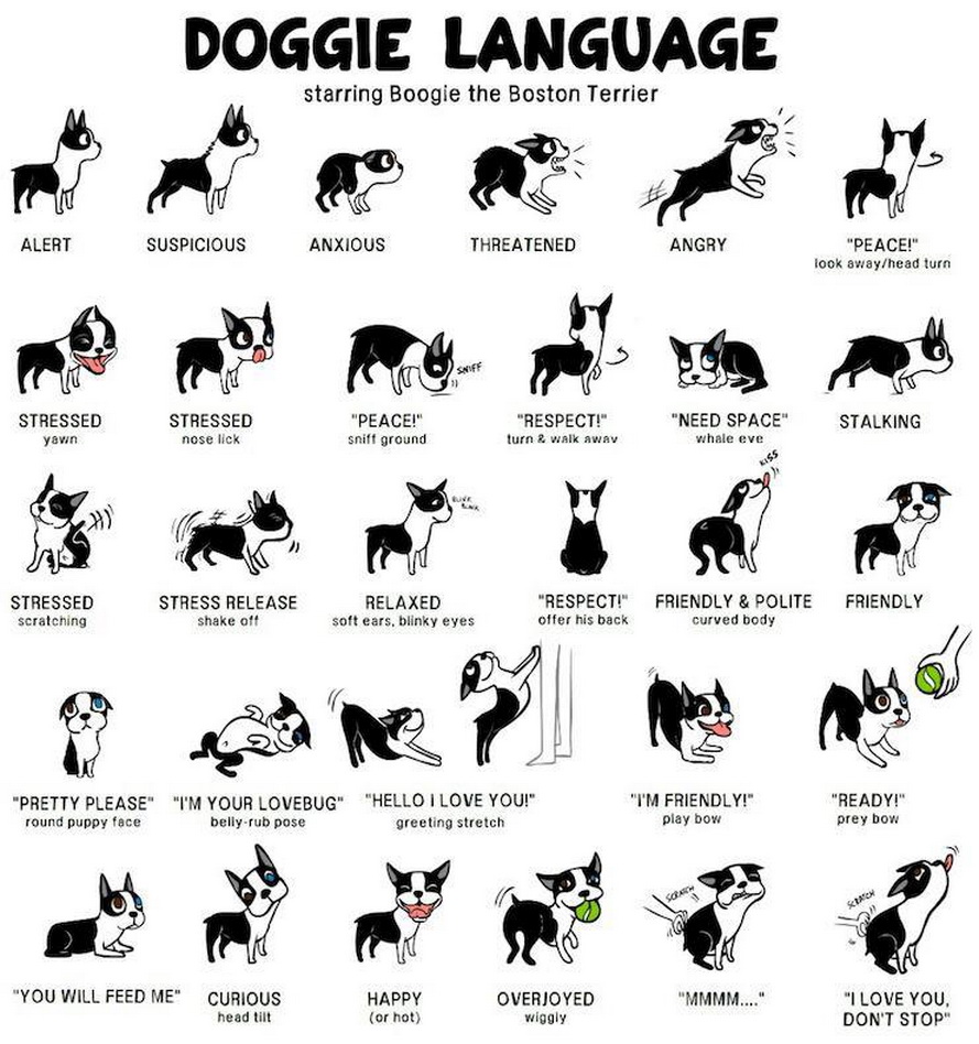 How to Read a Dog's Body Language