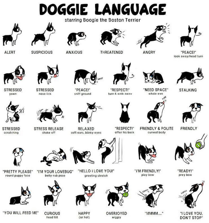 Canine Body Language Chart