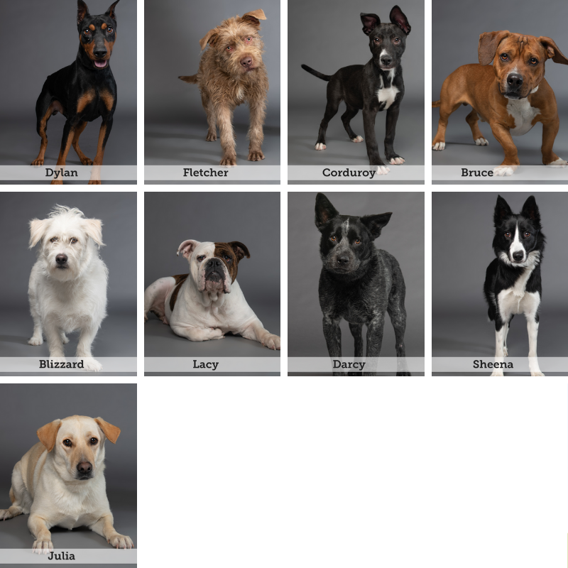 BIS Medium Dogs New Website.png