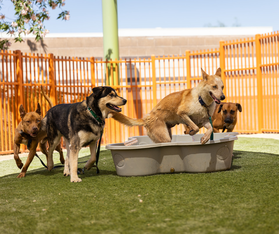 Animal Foundation Doggy Playgroups feature playful spirit of bigger dogs
