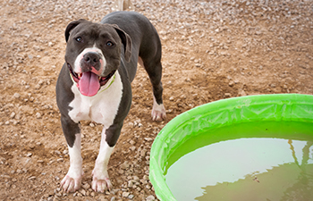 10 Summer Safety Tips for Pets
