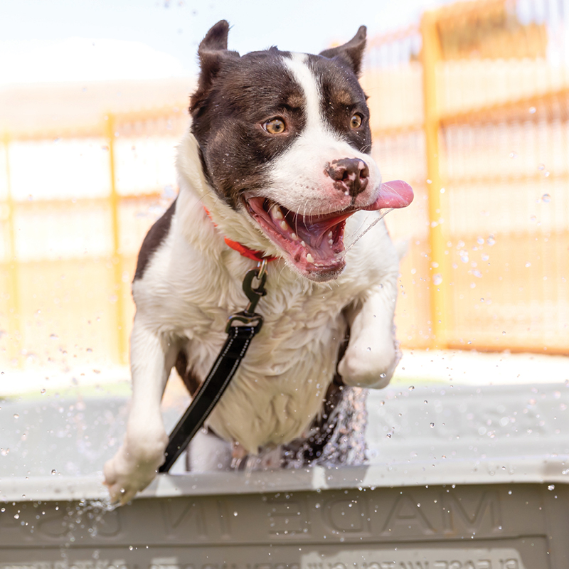 TAF-2025-Pool-Party-Adoption-Event-Website-Thumb_800x800.jpg