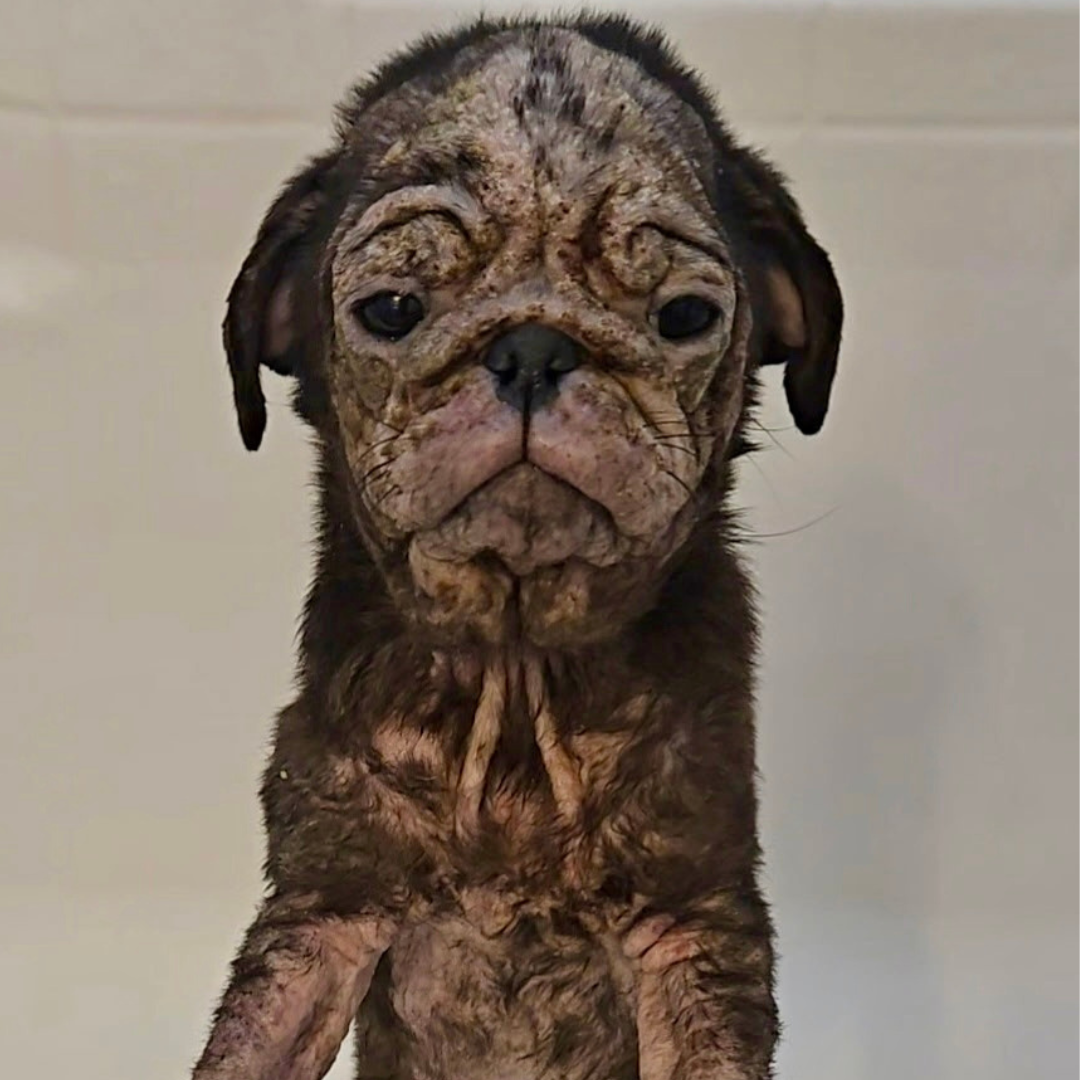 Talulah in tub.png