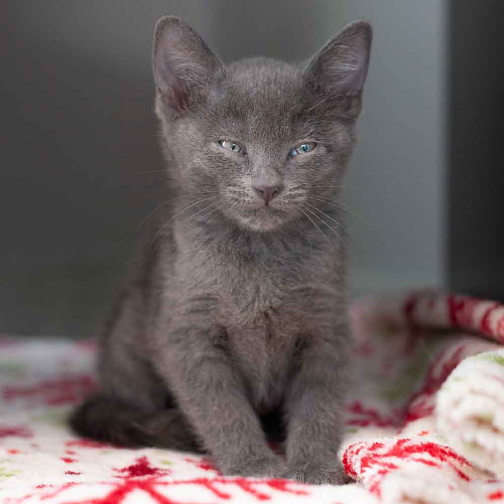 gray kittens for adoption