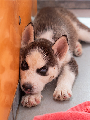 can 4 week old puppies go outside