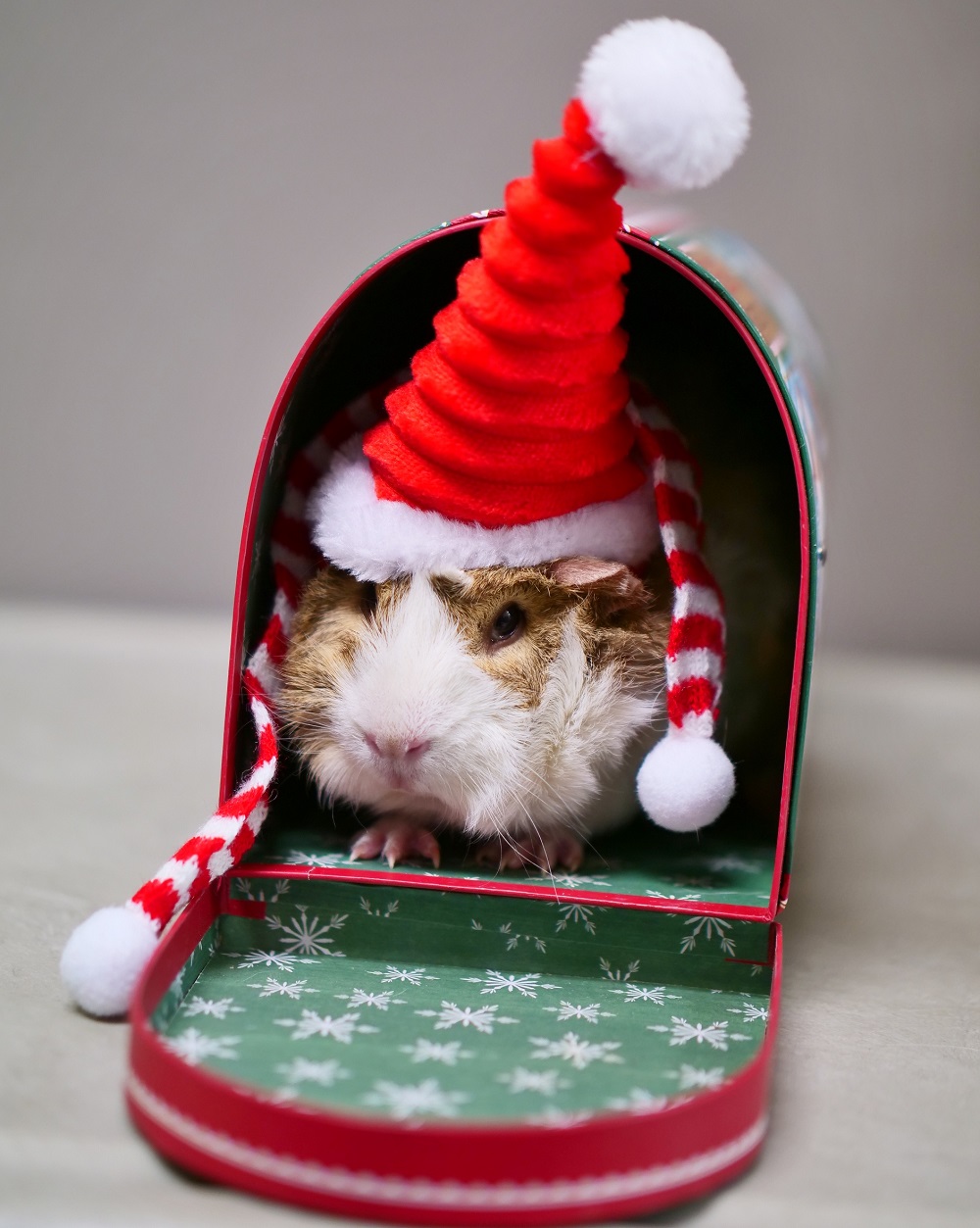 guinea pig.jpg