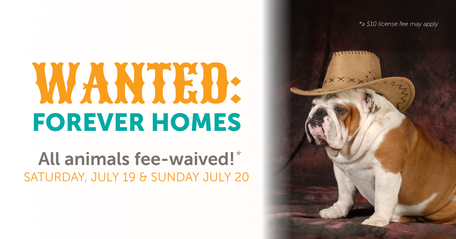Wanted: Forever Homes