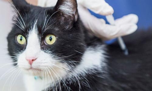 A cat receives a vaccine