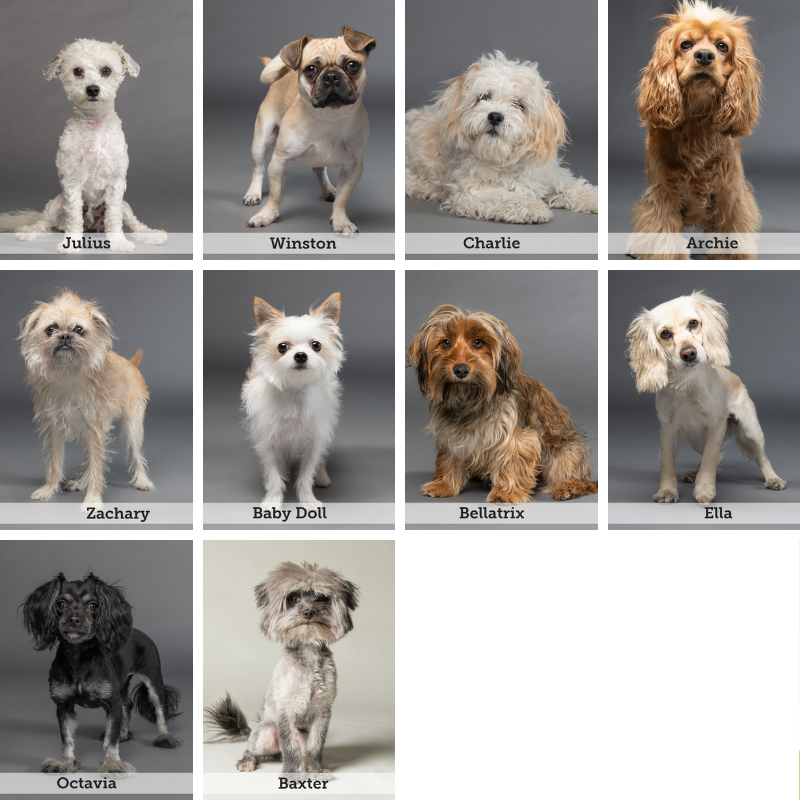 adoptable dogs