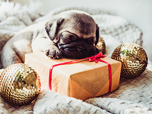Giving Tuesday
