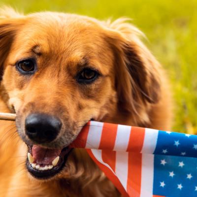 How to Prepare Your Pets for the 4th of July