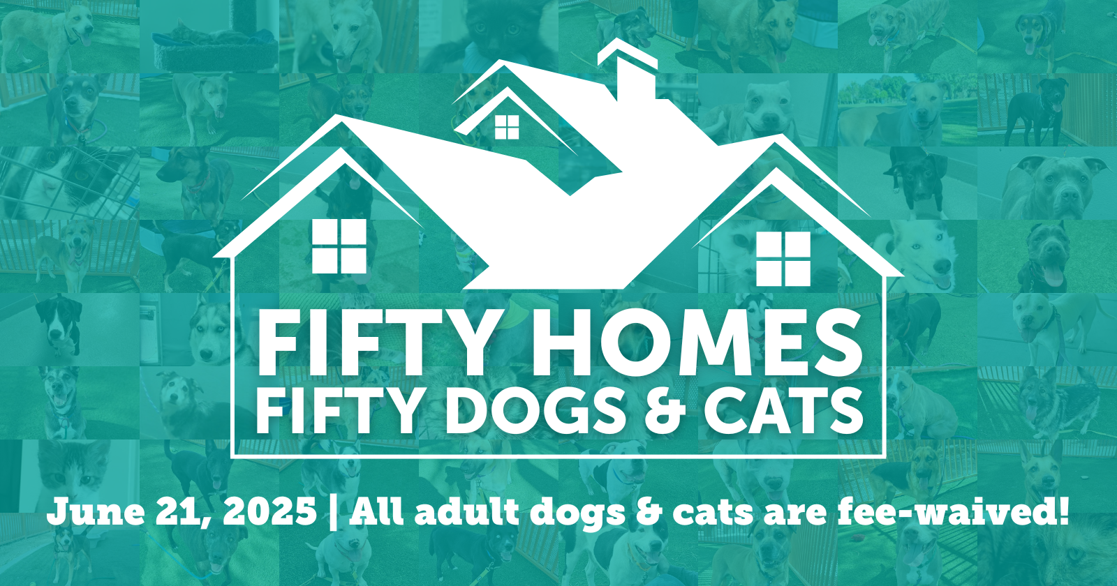Fifty Homes for Fifty Dogs and Cats