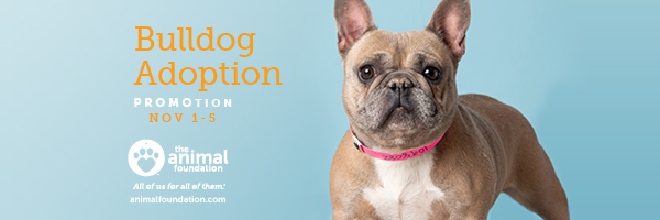 Adoption Promotion For Rescued English and French Bulldogs 