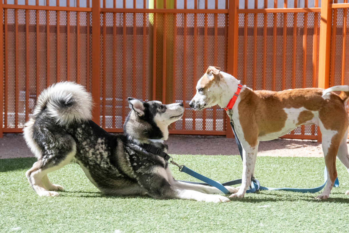 Shelter Playgroup