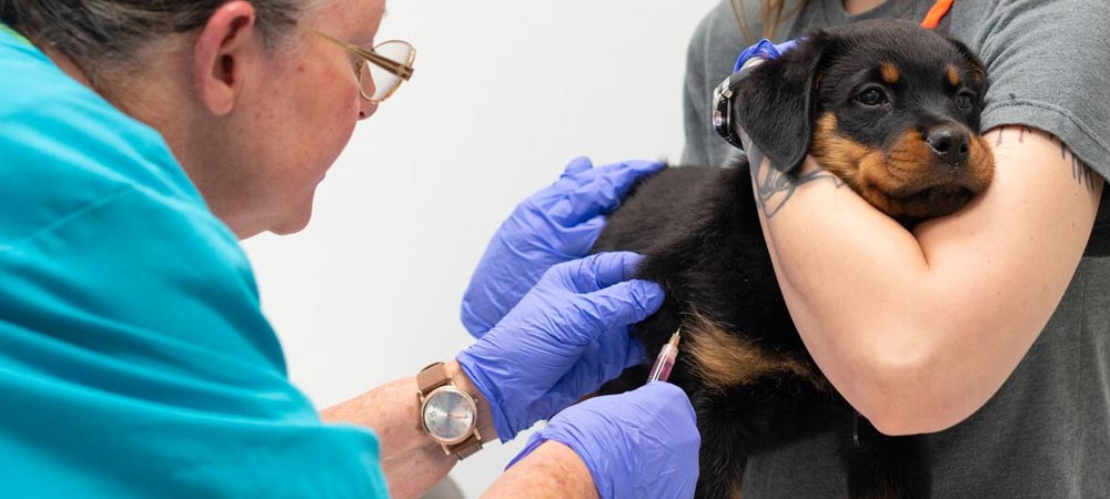 A puppy receives a vaccine