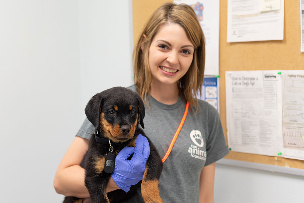 Veterinary Care at the Animal Shelter │The Animal Foundation
