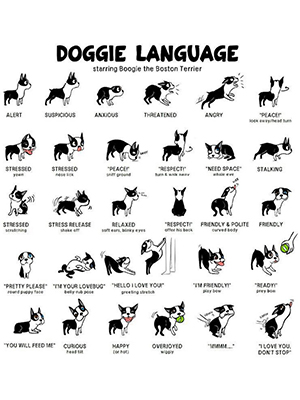 Understanding-Dog-Body-Language