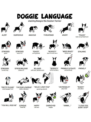 dog ear language