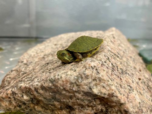 Turtle on rock.jpg