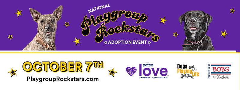 Adopt A Pet Rock Tickets, Sat, Feb 17, 2024 at 11:00 AM